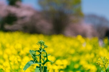 yellow flowers in spring