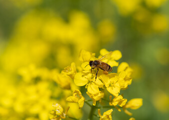 菜の花とミツバチ