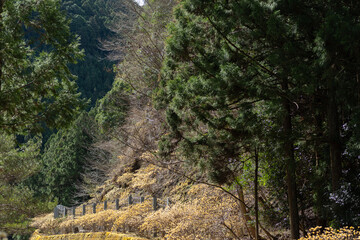 ミツマタの群生地　愛知県