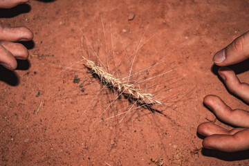 Hand holding a piece of wheat