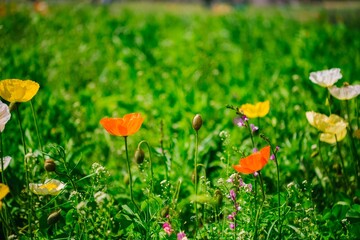 field of poppies