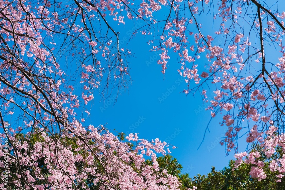 Canvas Prints cherry tree blossom