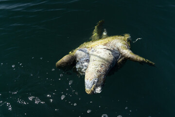 dead turtle in the sea