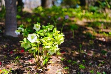 flowers in the forest