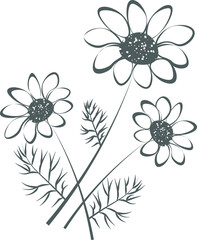 Chamomile flower vector outline. Medicine chamomile silhouette for logo, cosmetic product, herbal tea stock image  