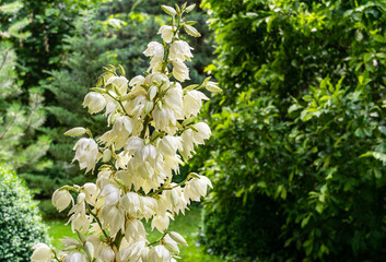 A lot of delicate white flowers Yucca filamentosa plant on sunlight. Beautiful big flowers known as...