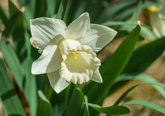 Close-up of beautiful Trumpet Narcissus Daffodil Mount Hood. Snow-white daffodil flower on green leaves background. Springtime landscape, fresh wallpaper, nature concept