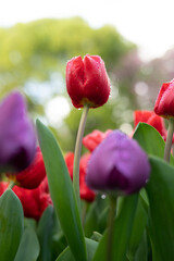 Naklejka premium Beautiful colorful tulips in the garden