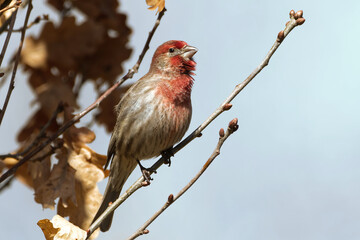 House Finch Perched in a tree. Captured in Richmond Hill, Ontario, Canada.