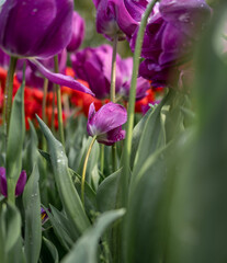 Beautiful colorful tulips in the garden