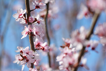 Piękny kolorowy wiosenny kwiat na kwitnący na drzewie owocowym. - obrazy, fototapety, plakaty
