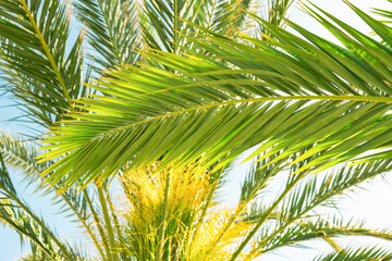 Bright green palm leaves against sunny blue sky, coconut tree. Summer tropical exotic background