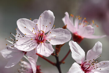 Piękny kolorowy wiosenny kwiat na kwitnący na drzewie owocowym.
