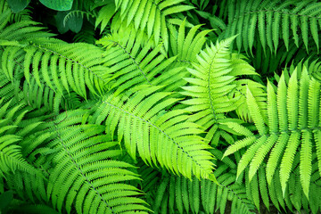 Beautiful ferns leaves. Green foliage natural of fern. Beautiful background natural ferns pattern.