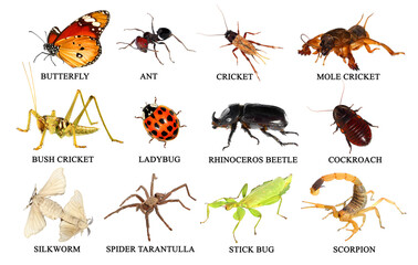 Pet insects. Collection. Isolated on a white background