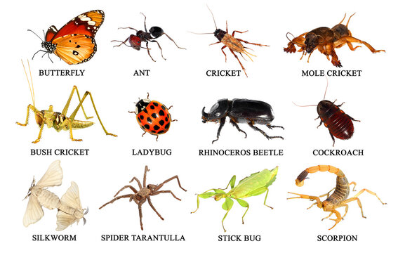 Pet insects. Collection. Isolated on a white background
