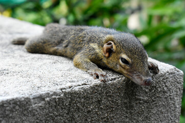 An injured yellow-brown fur squirrel is placed on a white brick fence on a blurred background. 