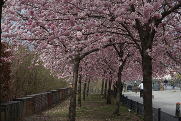 Sakura trees with pink flowers