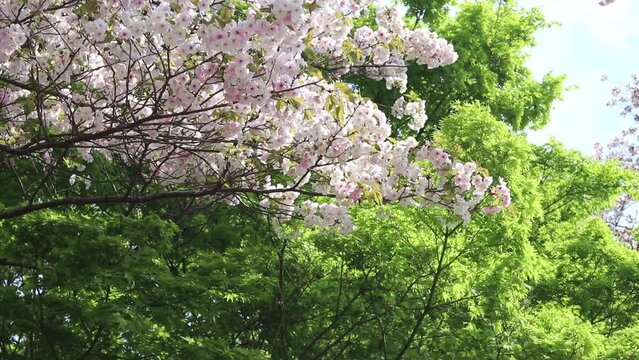 日本の桜と新緑のモミジ
