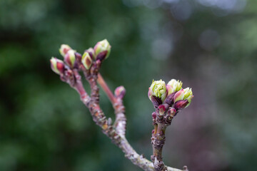close-up of branches of trees and shrubs with buds and first leaves in spring. The concept is a new life.
