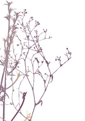 pastel plants on white background