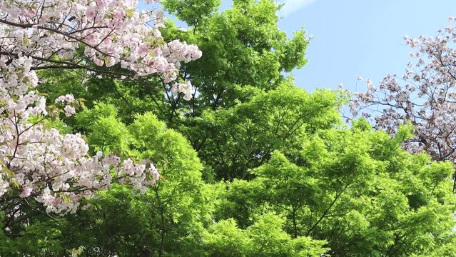 日本の桜と新緑のモミジと青空
