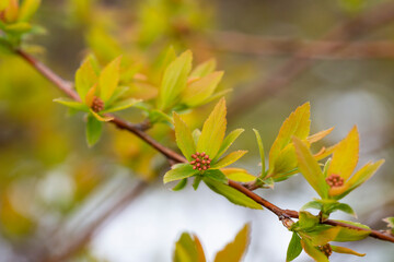 pring background thin spring twigs with young fresh tree buds