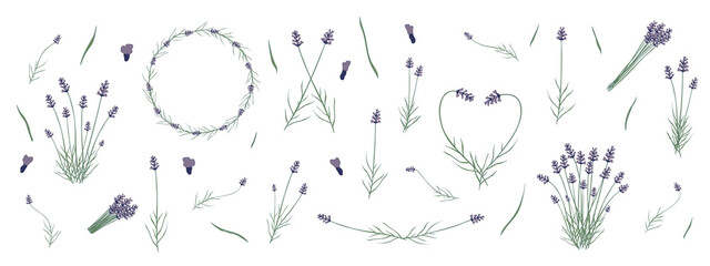 Lavender flowers bundle. Set of hand drawn lavender vector flat elements isolated on white background