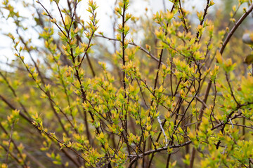 pring background thin spring twigs with young fresh tree buds