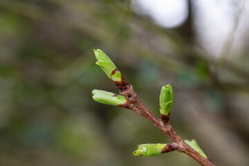 pring background thin spring twigs with young fresh tree buds
