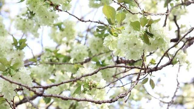 日本のめずらしい桜－御衣黄（ぎょいこう）