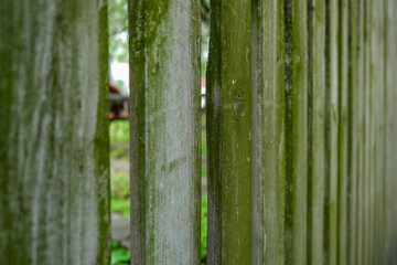 Mossy wooden fence clouse up