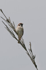 sparrow on a branch