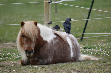 Jackdaw birds pulling out loose hair from a maltingShetland pony relaxing in a paddock during...