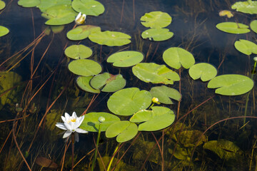 Water lily in a summer pond
