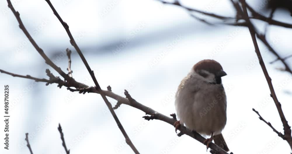 Poster sparrow perched on leafless tree branch swaying with the wind, flies away. close up