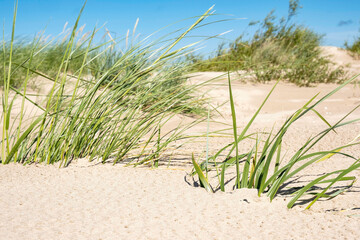 View of dunes and grass
