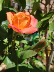 orange rose in garden