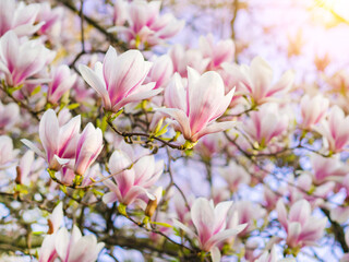 Branch magnolia pink blooming tree flowers in soft light. Purple tender blossom Magnoliaceae soulangeana in sunny spring day in garden Spring time Natural floral background. Botanical garden concept