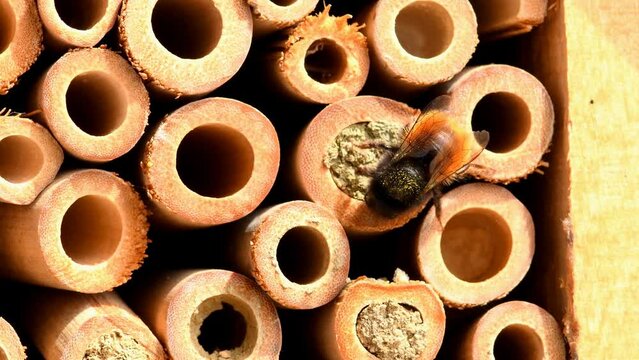 the European orchard bee closing a nest in an insect hotel and other bees flying in and out