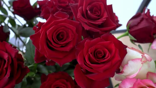 Close-up of a large number of red roses in a tin vase with handles against the background of other flowers for sale. The flowers are on display in a flower shop. Flower business.