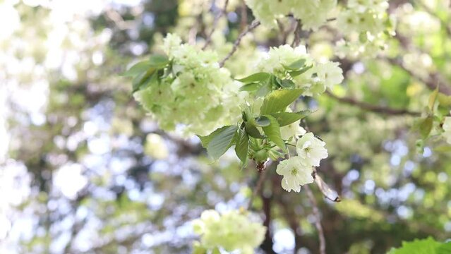 日本のめずらしい桜－御衣黄（ぎょいこう）