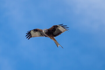 Red Kite (Milvus milvus) flying in a blue sky above mid-Wales