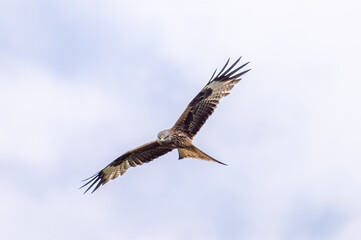 Red Kite (Milvus milvus) flying in a blue sky above mid-Wales