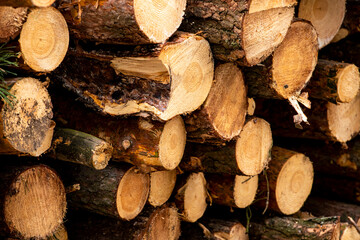 Wycinka lasu, ścięte drzewa, drewno po ścince, bale drewna ułożone w stosie, stosy drewna
