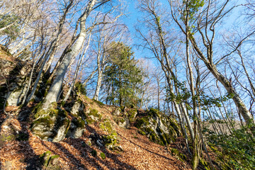 Sunset forest on the hiking trail to Mont Veyrier and Mont Baron, a scenic mountain hike in Annecy, France