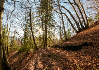 Sunset forest on the hiking trail to Mont Veyrier and Mont Baron, a scenic mountain hike in Annecy, France