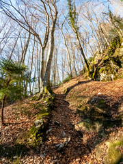 Sunset forest on the hiking trail to Mont Veyrier and Mont Baron, a scenic mountain hike in Annecy, France