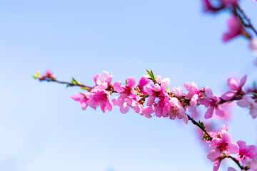 Cherry flowers on a branch against the blue morning sky.
