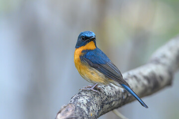 Hill Blue Flycatcher , A bird with a blue back and an orange belly.